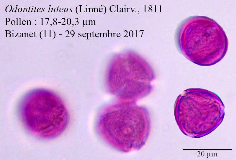 Odontites luteus #51874