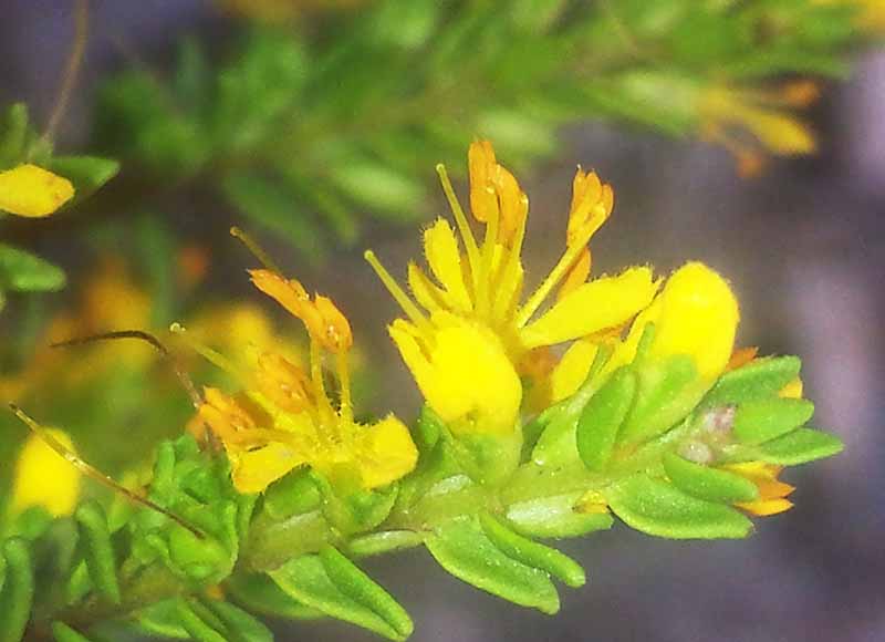 Odontites luteus #51872