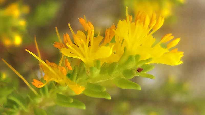Odontites luteus #51873