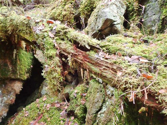 Odontoschisma denudatum (Mart.) Dumort. #61743