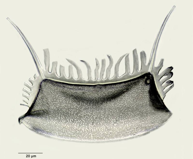 Odontotropis cristata Grunow #33473