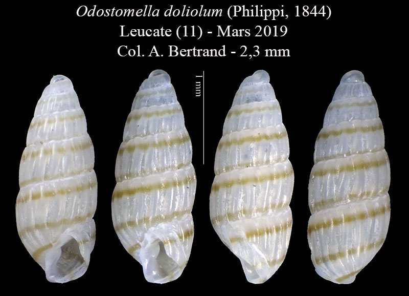 Odostomella doliolum #59523