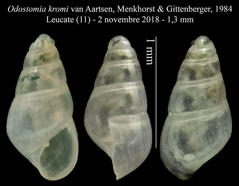Odostomia kromi #57893