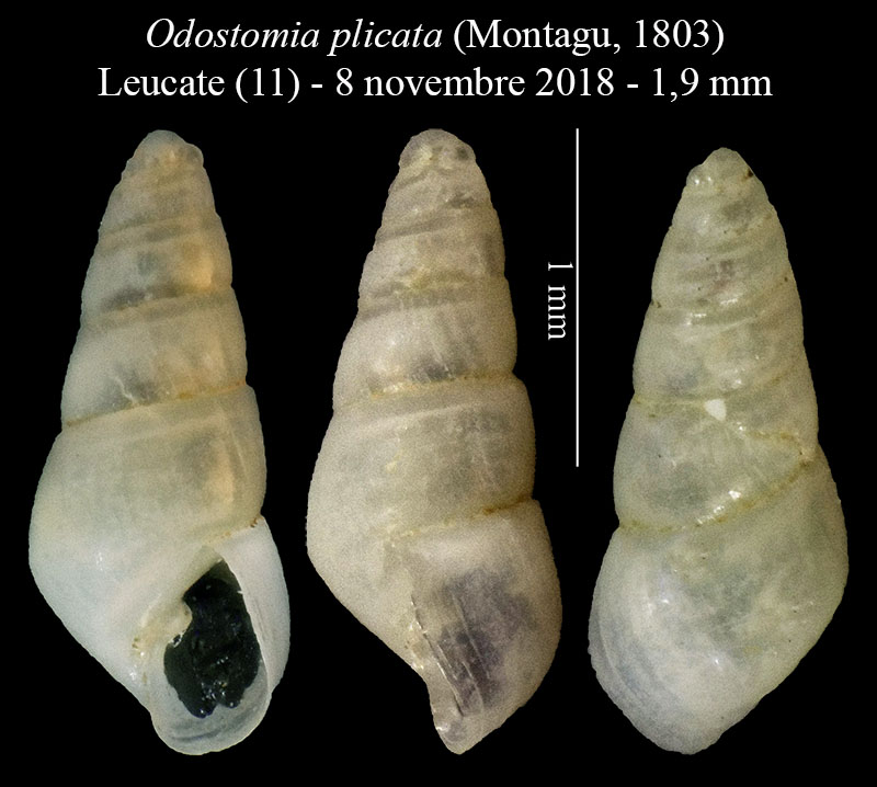 Odostomia plicata #57935