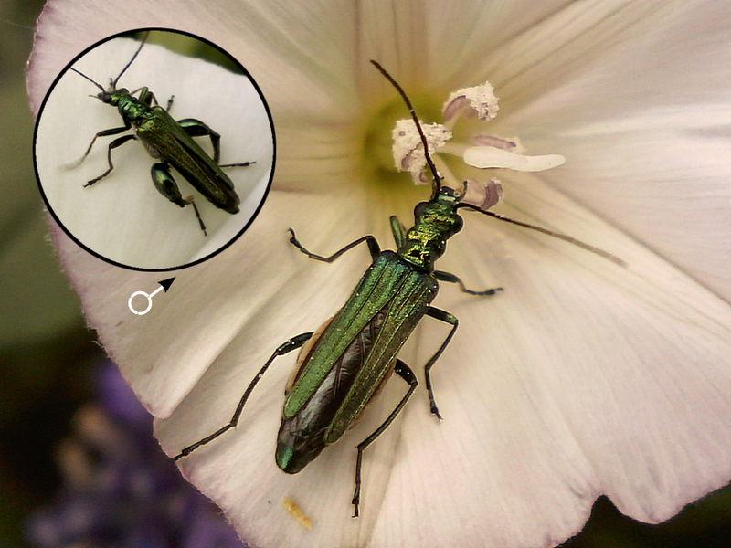 Oedemera nobilis #33658