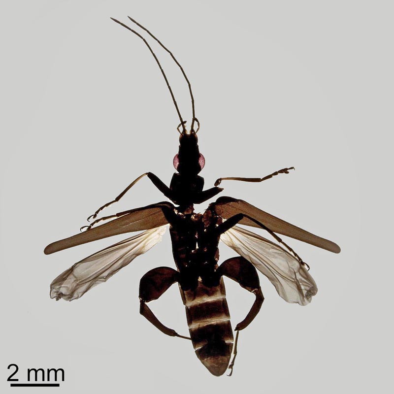 Oedemera nobilis (Scopoli, 1763) #38471