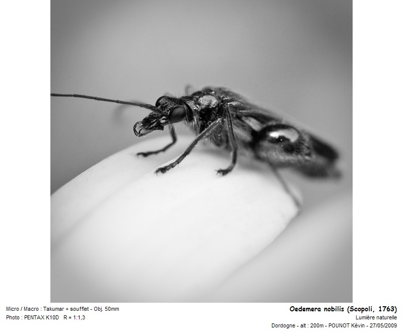 Oedemera nobilis (Scopoli, 1763) - Oedémère noble #10801