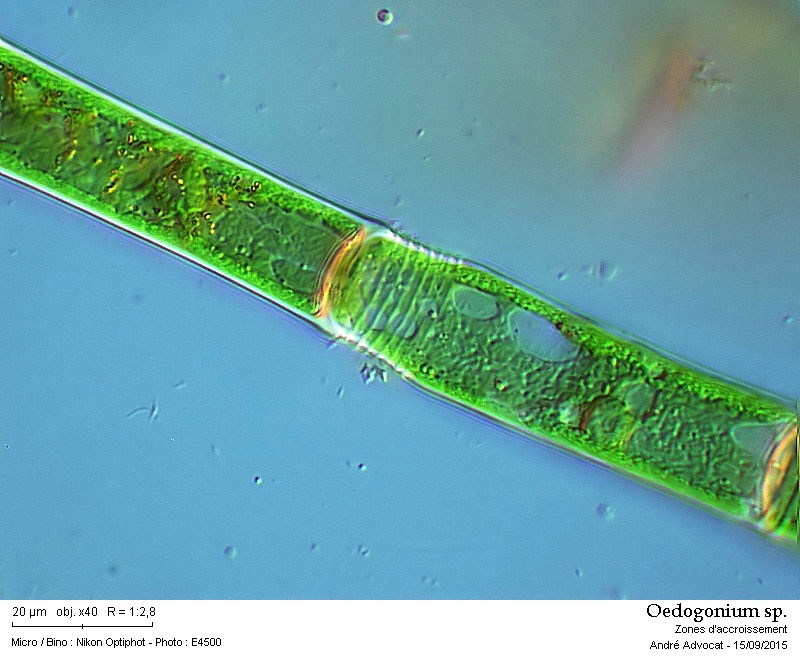 Oedogonium sp. Link 1820 #42182