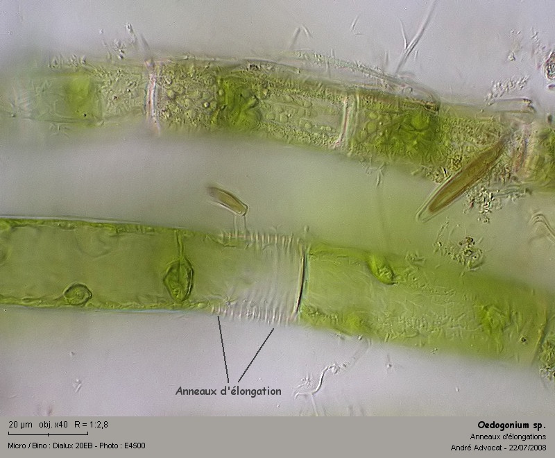 Oedogonium sp. Link 1820 #4878