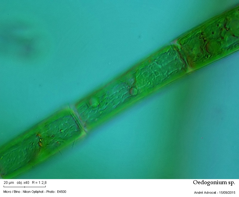 Oedogonium sp. Link 1820 #42184