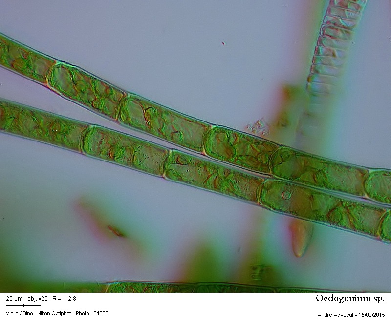 Oedogonium sp. Link 1820 #42181