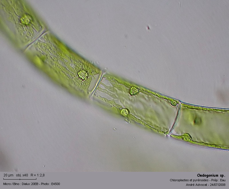 Oedogonium sp. Link 1820 #4879