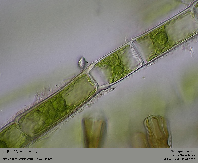 Oedogonium sp. Link 1820 #4877
