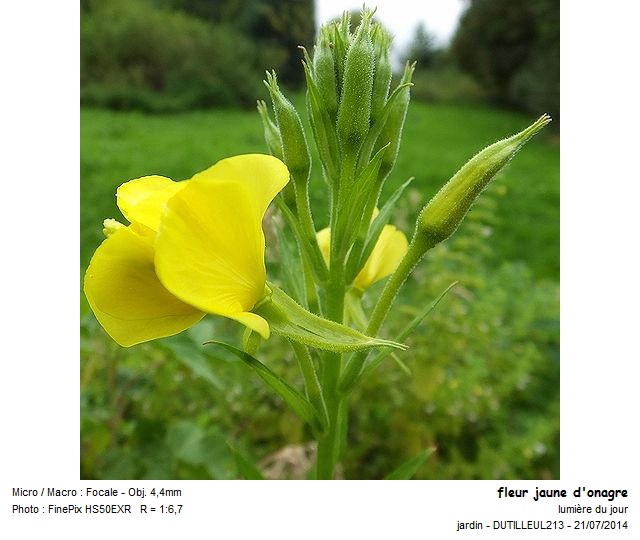 Oenothera biennis - Onagre #38528