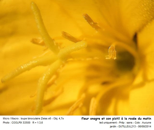 Oenothera biennis - Onagre #38526