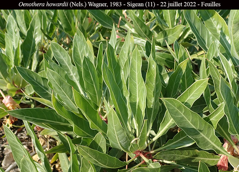 Oenothera howardii #75402