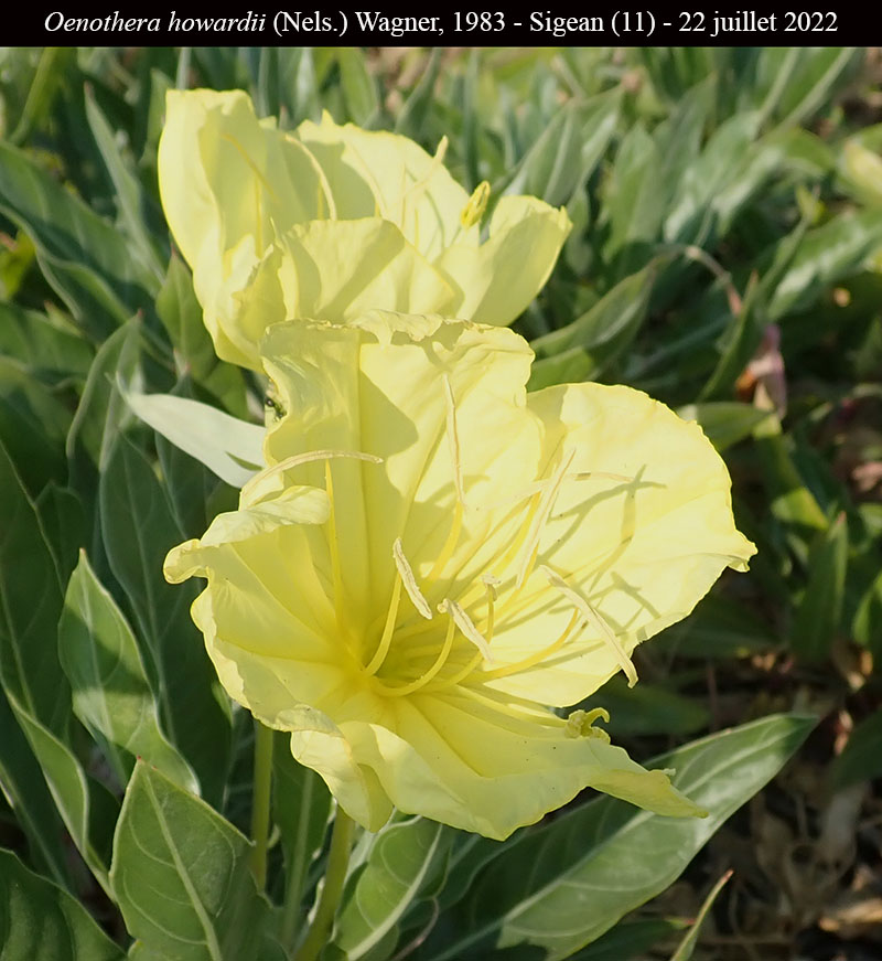 Oenothera howardii #75403