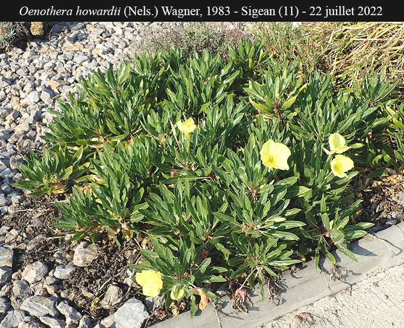 Oenothera howardii #75401
