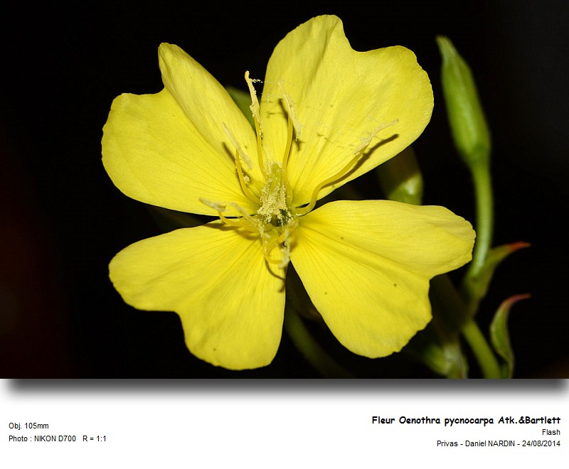 Oenothera pycnocarpa Atk.&Bartlett : Pollen #38608