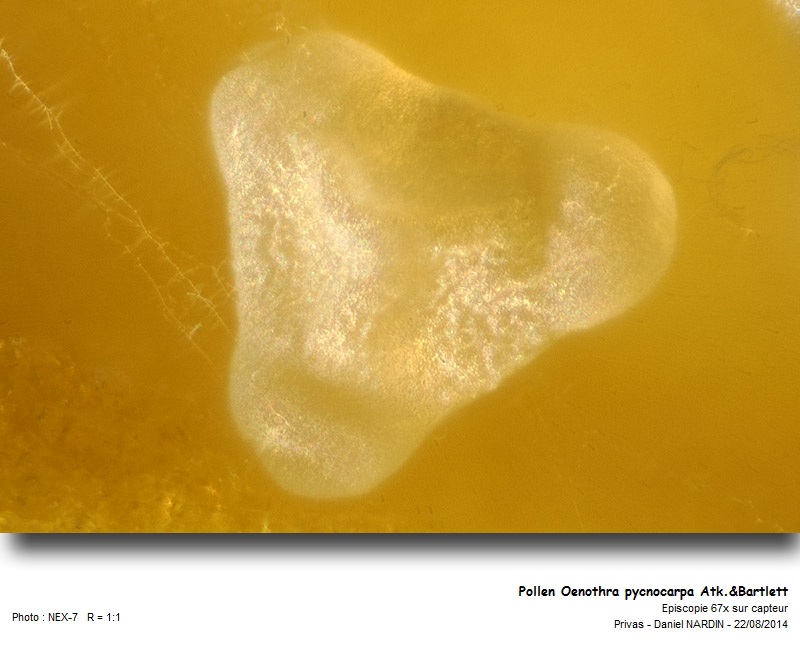 Oenothera pycnocarpa Atk.&Bartlett : Pollen #38612