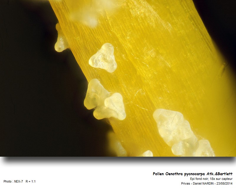 Oenothera pycnocarpa Atk.&Bartlett : Pollen #38610