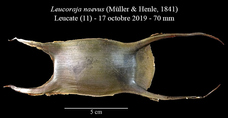 Oeuf de Leucoraja naevus #60730