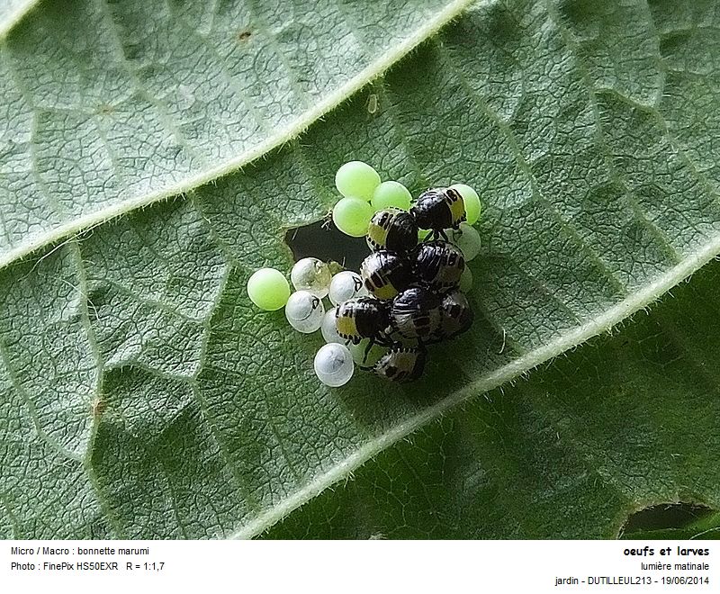 oeufs et larves de Palomena Prasina - Punaise verte des bois #37947