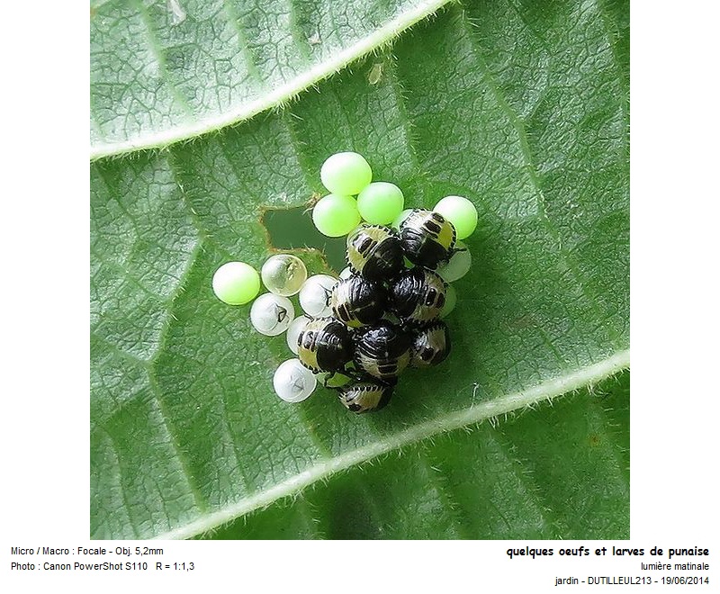 oeufs et larves de Palomena Prasina - Punaise verte des bois #37949
