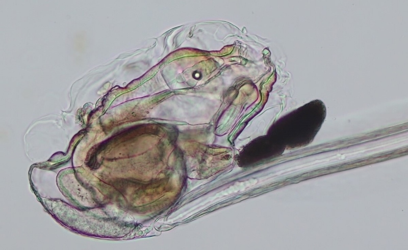 Oikopleura dioica #57637