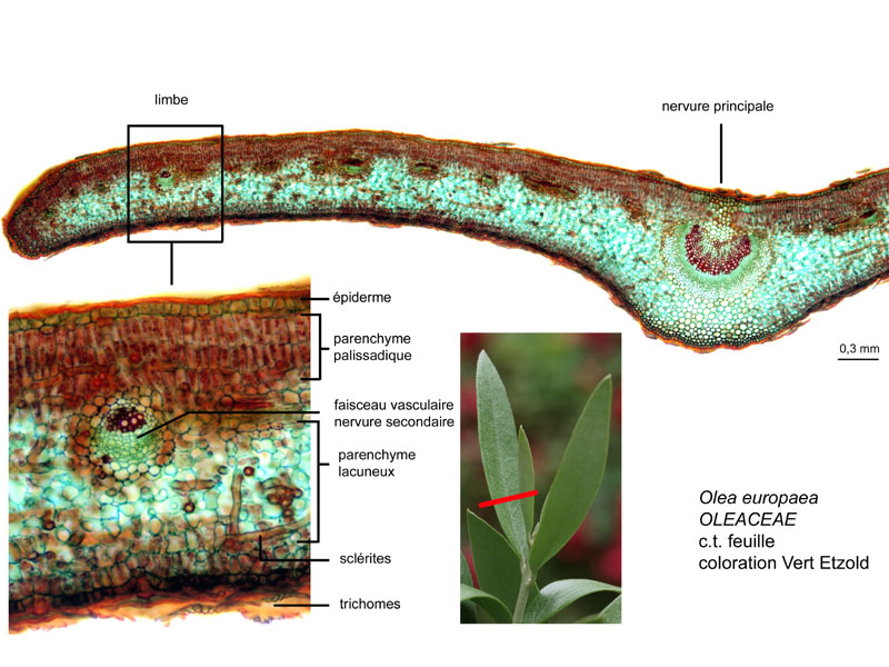 Olea europaea, histologie. #16508