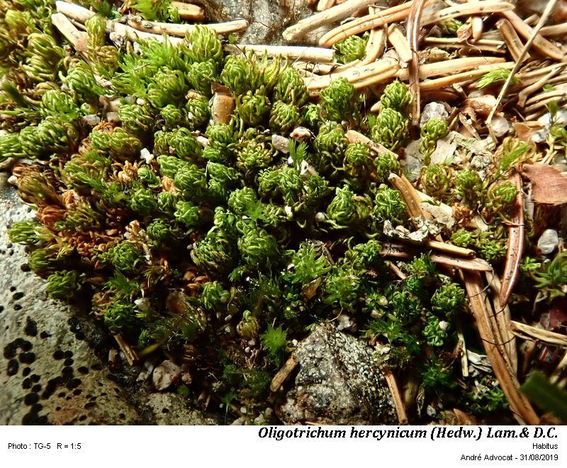 Oligotrichum hercynicum  (Hedw.) Lam. & DC. #61258
