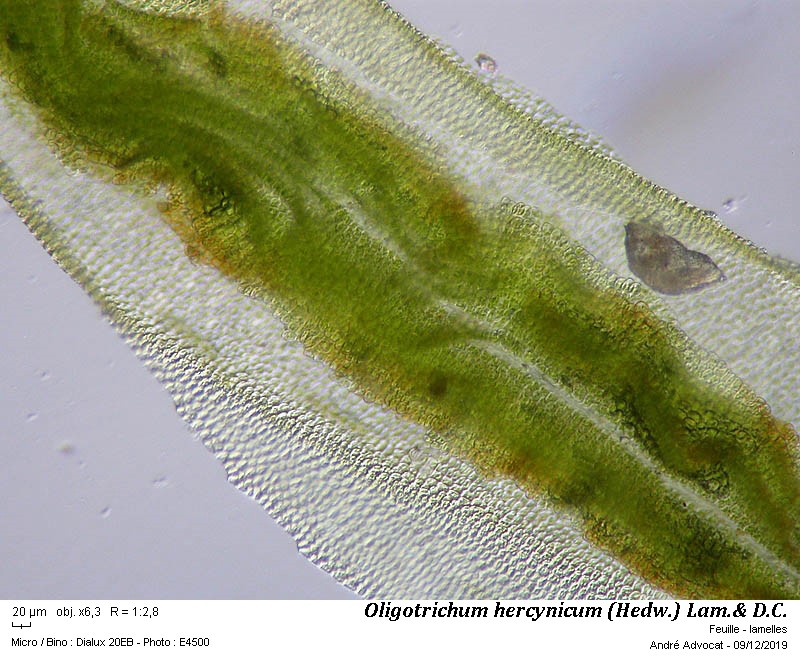 Oligotrichum hercynicum  (Hedw.) Lam. & DC. #61259