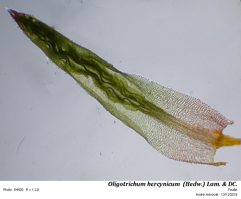 Oligotrichum hercynicum  (Hedw.) Lam. & DC. #61256