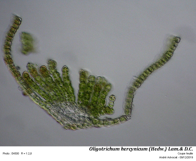 Oligotrichum hercynicum  (Hedw.) Lam. & DC. #61260