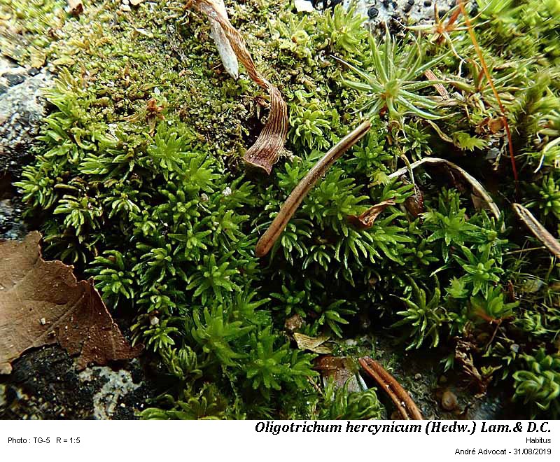 Oligotrichum hercynicum  (Hedw.) Lam. & DC. #61255