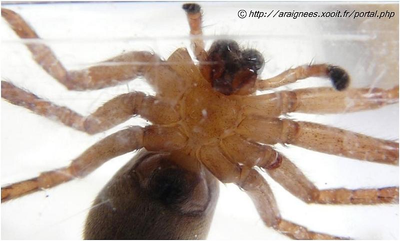 Olios argelasius - Sparassidae - 13 mm #5642