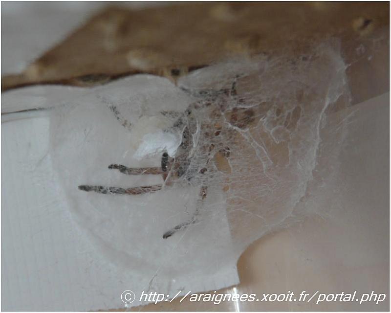 Olios argelasius - Sparassidae - 13 mm #5645