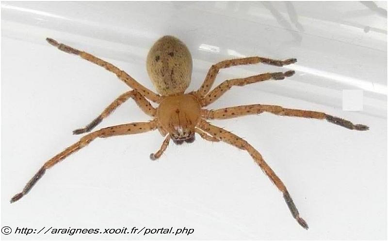 Olios argelasius - Sparassidae - 13 mm #5638