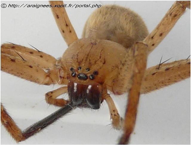 Olios argelasius - Sparassidae - 13 mm #5640