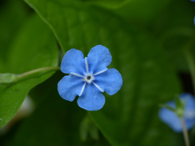 Omphalodes verna Moench 1794 - Petite Bourrache #30829