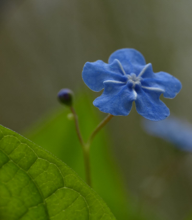 Omphalodes verna Moench 1794 - Petite Bourrache #30830