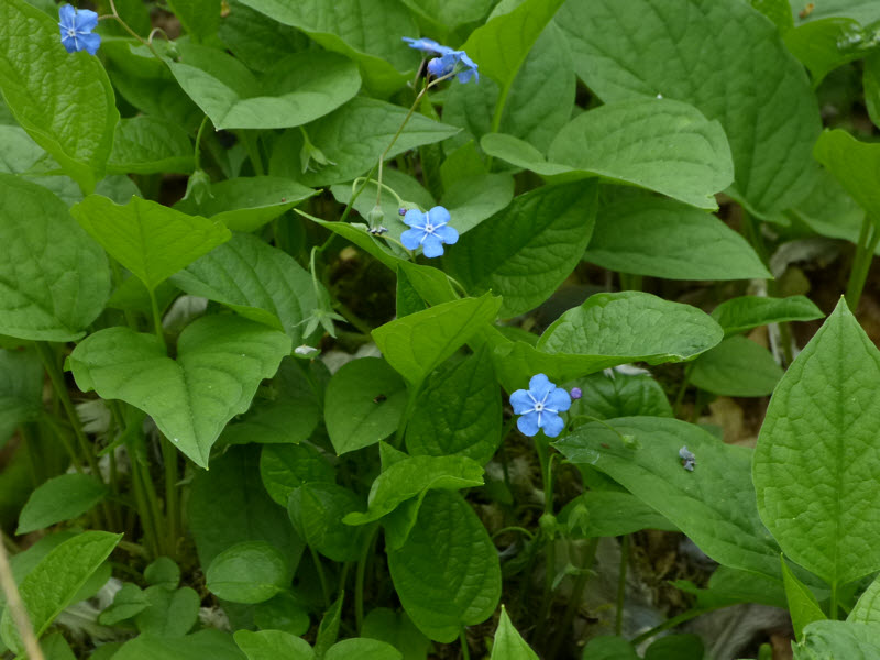 Omphalodes verna Moench 1794 - Petite Bourrache #30828