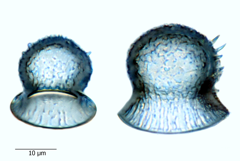 Omphalotheca jutlandica #66983