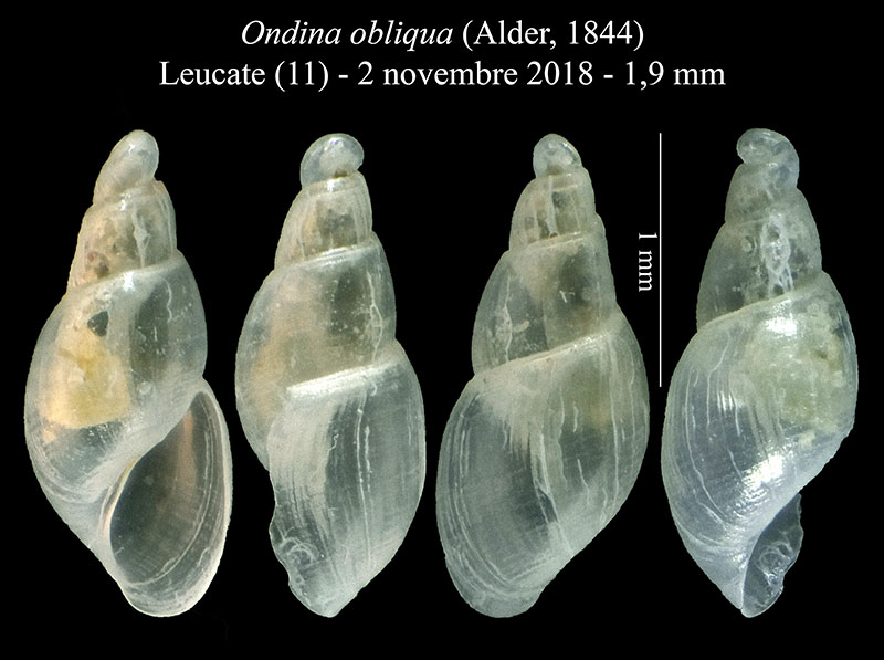 Ondina obliqua #59587