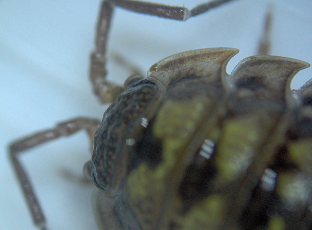 Oniscus asellus Linnaeus - Oniscidae - Cloporte #3603