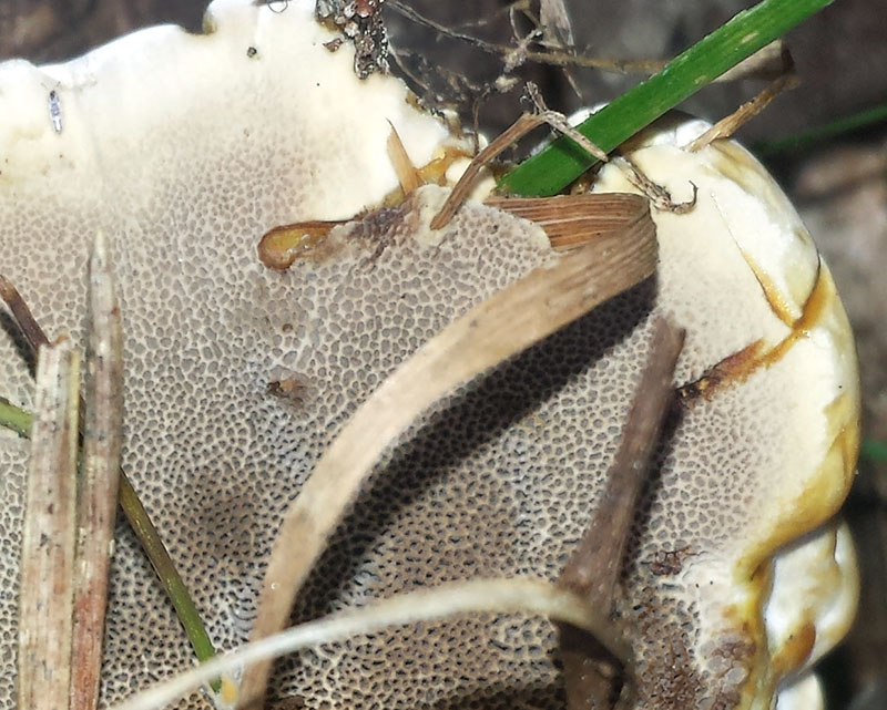 Onnia tomentosa #54139