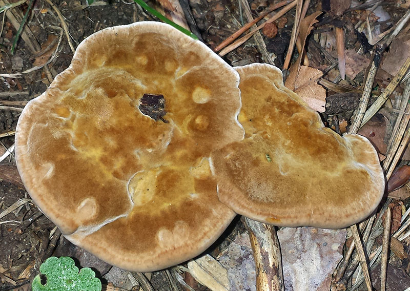 Onnia tomentosa #54135
