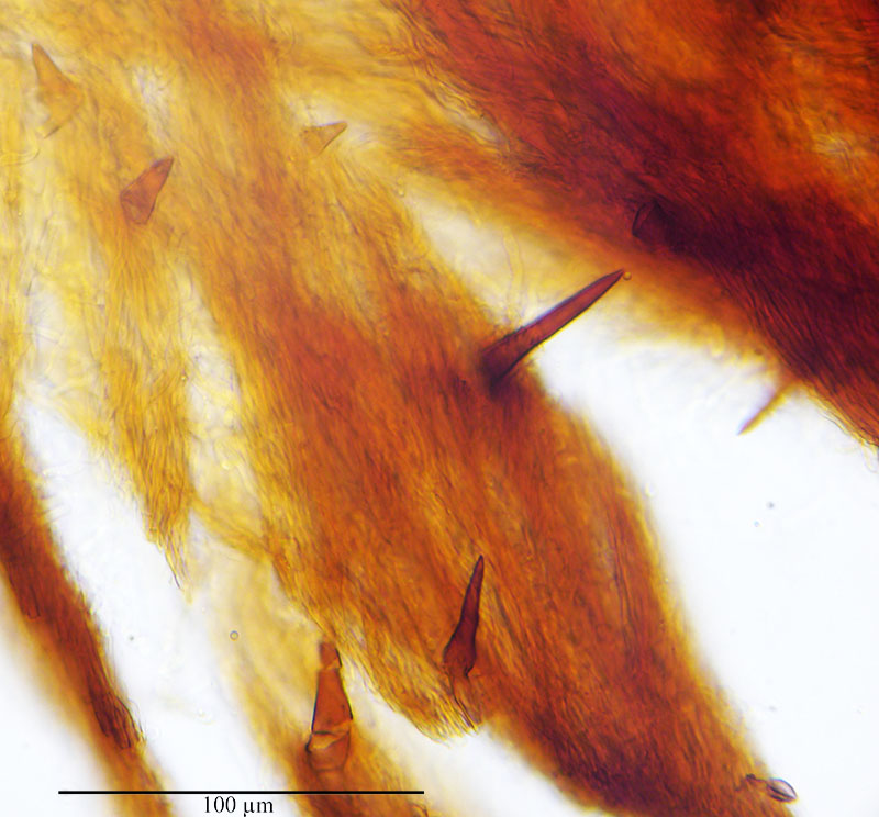 Onnia tomentosa #54140