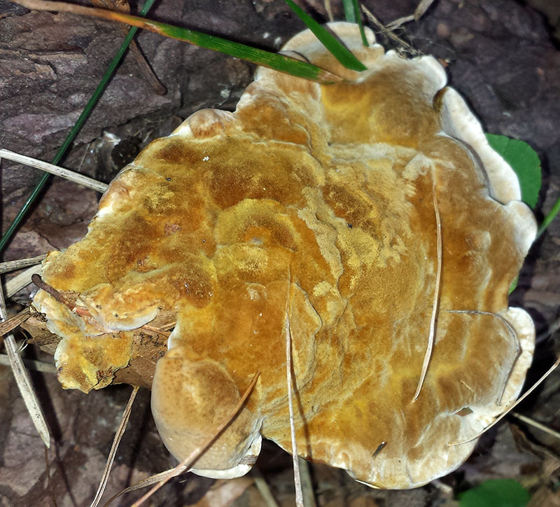 Onnia tomentosa #54136