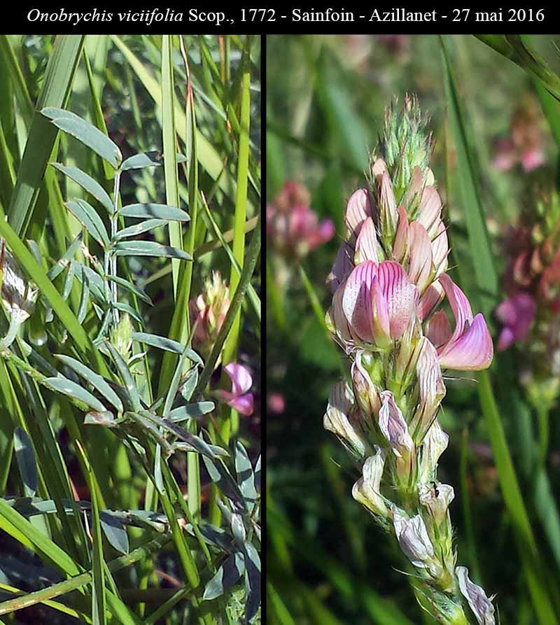 Onobrychis viciifolia Scop., 1772 #45715